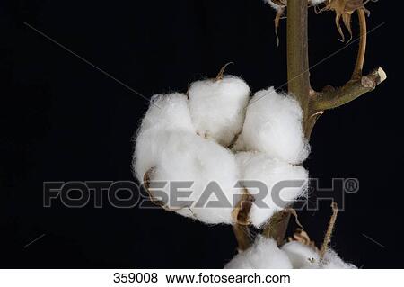 Stock Photo - Close-up of a cotton boll plant. Fotosearch