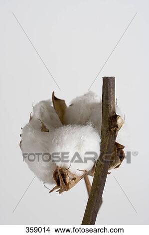 Close up of cotton boll plant View Large Photo Image Picture - Close up of cotton boll plant. Fotosearch