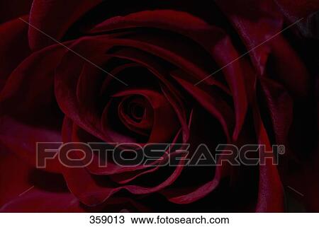 Close-up of red rose View Large Photo Image Stock Image - Close-up of red rose. Fotosearch