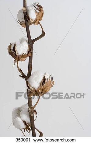 Stock Image - Cotton Boll Plant. Fotosearch