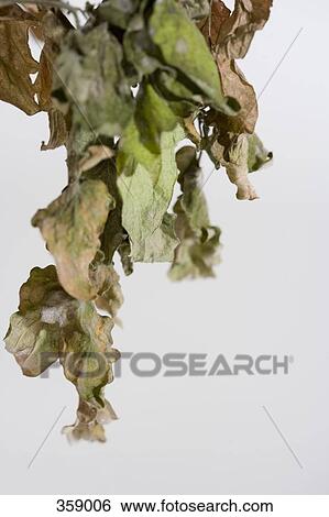 Dead leaves View Large Photo Image Stock Photograph - Dead leaves. Fotosearch