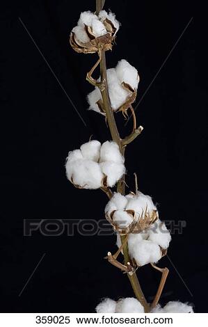 Midsection of a cotton boll stem View Large Photo Image Stock Photography - Midsection of a cotton boll stem. Fotosearch
