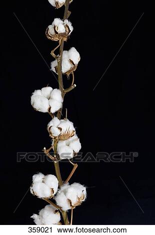 Stock Image - Single cotton boll stem. Fotosearch