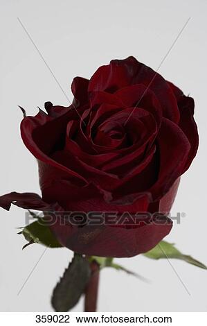 Single red rose View Large Photo Image Stock Image - Single red rose. Fotosearch
