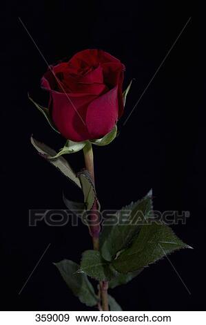 Single red rose View Large Photo Image Stock Photo - Single red rose. Fotosearch
