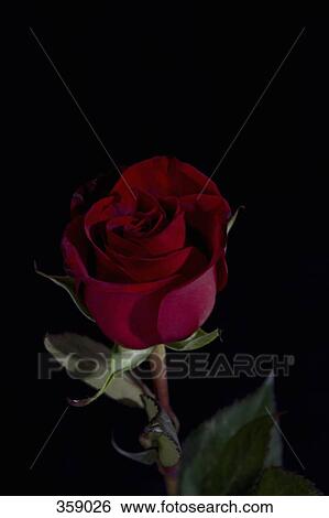 Single red rose View Large Photo Image Stock Photograph - Single red rose. Fotosearch
