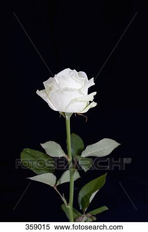 Stock Photography - Single white rose. Fotosearch