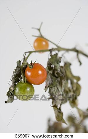 Tomatoes growing on plant View Large Photo Image Stock Photo - Tomatoes growing on plant. Fotosearch