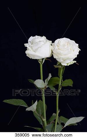 Two white roses View Large Photo Image Stock Photography - Two white roses. Fotosearch