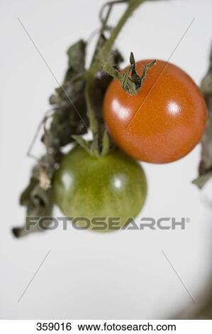 Unripe tomatoes growing on branch View Large Photo Image Stock Photograph - Unripe tomatoes growing on branch. Fotosearch