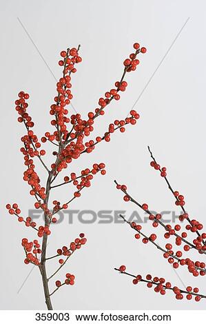 Stock Image - Winterberry branches. Fotosearch