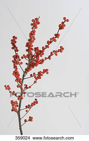Winterberry Holly branch View Large Photo Image Picture - Winterberry Holly branch. Fotosearch