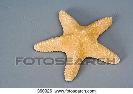 Orange starfish View Large Photo Image Stock Photograph - Orange starfish. Fotosearch