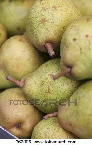 Pile of pears View Large Photo Image Stock Photography - Pile of pears. Fotosearch