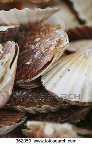 Stock Image - Scallops. Fotosearch