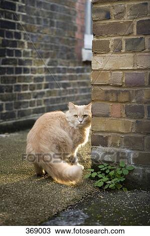 Stock Image - Cat standing on pathway between buildings. Fotosearch
