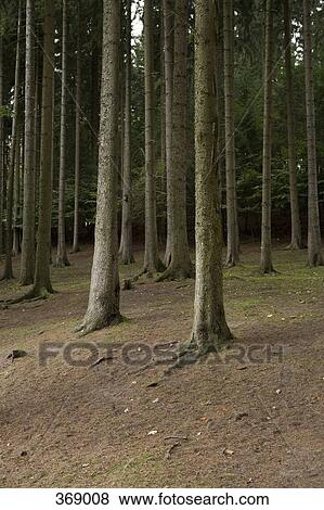 Tall trees in the woods View Large Photo Image Stock Photo - Tall trees in the woods. Fotosearch
