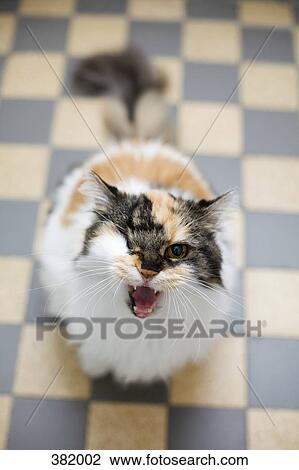 Cat snarling at camera View Large Photo Image Stock Image - Cat snarling at camera. Fotosearch