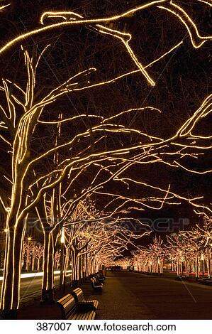 Trees with strands of Christmas lights View Large Photo Image Stock Photo - Trees with strands of Christmas lights. Fotosearch
