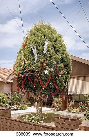 Christmas decorations on a tree in a suburban front yard View Large Photo Image Stock Photo - Christmas decorations on a tree in a suburban front yard. Fotosearch