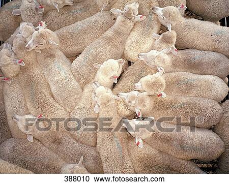 Sheep crowded in a pen View Large Photo Image Stock Image - Sheep crowded in a pen. Fotosearch
