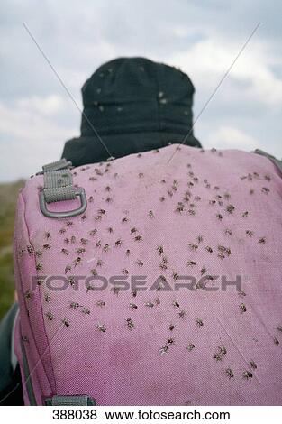 Swarm of flies on a person's backpack View Large Photo Image Stock Photo - Swarm of flies on a person's backpack. Fotosearch