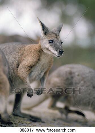Two Wallabies View Large Photo Image Stock Photo - Two Wallabies. Fotosearch