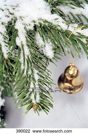 Stock Image - Gold bell hanging from snow covered Christmas tree branch. Fotosearch