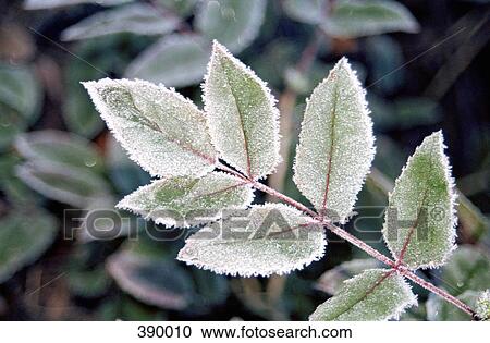 Leaves of a rose bush covered in frost View Large Photo Image Stock Image - Leaves of a rose bush covered in frost. Fotosearch