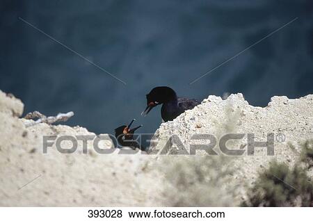 A bird with a chick on a sandstone cliff, Valdes Peninsula, Argentina View Large Photo Image Stock Photo - A bird with a chick on a sandstone cliff, Valdes Peninsula, Argentina. Fotosearch
