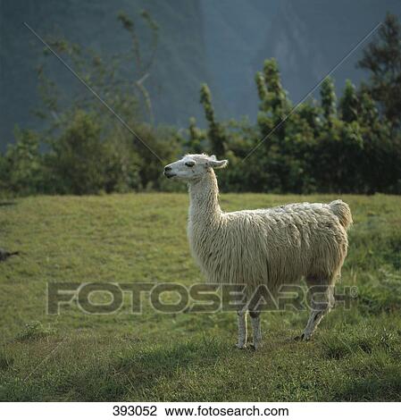 Alpaca standing on a mountain meadow, Inca trail, Peru View Large Photo Image Stock Image - Alpaca standing on a mountain meadow, Inca trail, Peru. Fotosearch