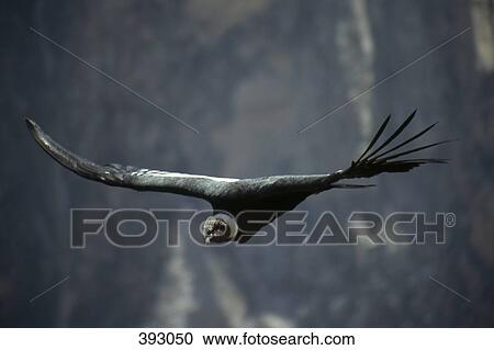 Stock Image - Andean eagle in flight in Colca Canyon, Peru. Fotosearch