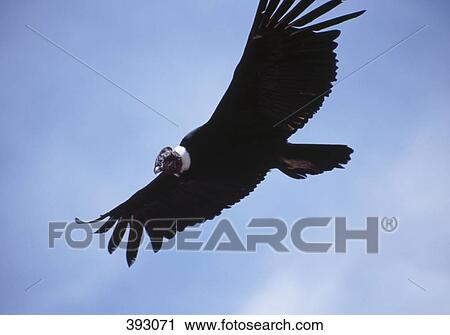 Andean eagle in flight near Colca Canyon, Peru View Large Photo Image Stock Image - Andean eagle in flight near Colca Canyon, Peru. Fotosearch