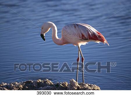 Stock Image - Chilean Flamingo (Phoenicopterus chilensis) standing in water and looking for food, Laguna Lejia, Atacama Region, Chile. Fotosearch