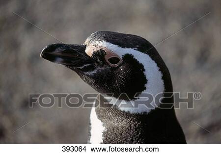 Picture - Close-up of a Magellan Penguin. Fotosearch