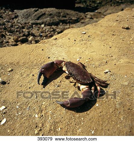 Crab on sandy ledge View Large Photo Image Stock Photo - Crab on sandy ledge. Fotosearch