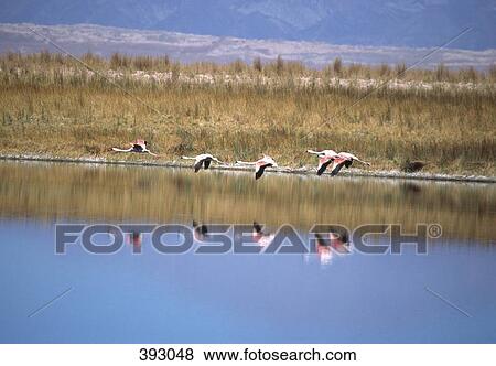 Flock of Chilean Flamingoes (Phoenicopterus chilensis) flying across a lake, Laguna Lejia, Atacama Desert, Chile View Large Photo Image Stock Photo - Flock of Chilean Flamingoes (Phoenicopterus chilensis) flying across a lake, Laguna Lejia, Atacama Desert, Chile. Fotosearch
