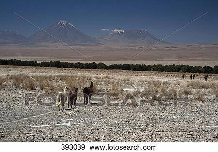 Group of Llama's walking through barren landscape View Large Photo Image Stock Photo - Group of Llama's walking through barren landscape. Fotosearch