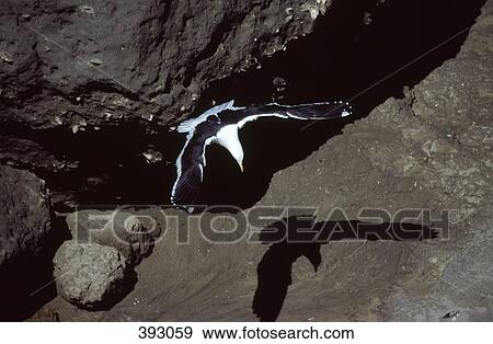 Kelp Gull in flight over rocky landscape, Valdes Peninsula, Argentina View Large Photo Image Stock Photo - Kelp Gull in flight over rocky landscape, Valdes Peninsula, Argentina. Fotosearch