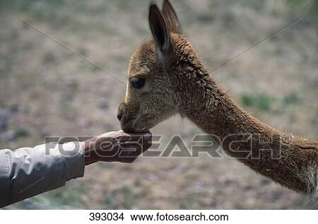Man feeding a Llama, Inca trail, Peru View Large Photo Image Picture - Man feeding a Llama, Inca trail, Peru. Fotosearch