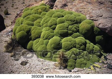 Moss growing on rocks View Large Photo Image Stock Photo - Moss growing on rocks. Fotosearch