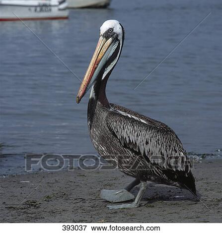 Stock Photo - Peruvian Pelican (Pelecanus thagus) standing on a muddy shore, Ballestas Islands, Paracas, Peru. Fotosearch