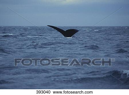 Southern Right Whale (Eubaleana Australis) diving into the sea, Valdes Peninsula, Argentina View Large Photo Image Stock Image - Southern Right Whale (Eubaleana Australis) diving into the sea, Valdes Peninsula, Argentina. Fotosearch