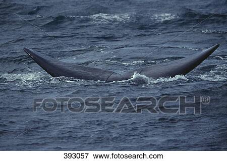 Southern Right Whale (Eubaleana Australis) diving into the sea, Valdes Peninsula, Argentina View Large Photo Image Stock Photo - Southern Right Whale (Eubaleana Australis) diving into the sea, Valdes Peninsula, Argentina. Fotosearch