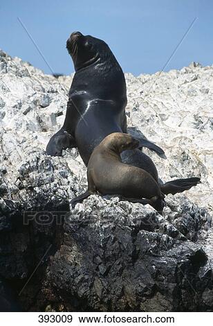 Two seals on snowcapped rocks, Ballestas Islands, Paracas, Peru View Large Photo Image Stock Photo - Two seals on snowcapped rocks, Ballestas Islands, Paracas, Peru. Fotosearch