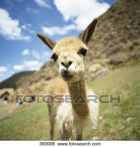 Young Llama on a hillside, Inca trail, Peru View Large Photo Image Stock Photograph - Young Llama on a hillside, Inca trail, Peru. Fotosearch