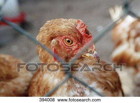 Chicken behind chain link fence View Large Photo Image Stock Photo - Chicken behind chain link fence. Fotosearch
