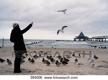 Woman feeding birds on a beach View Large Photo Image Stock Photograph - Woman feeding birds on a beach. Fotosearch