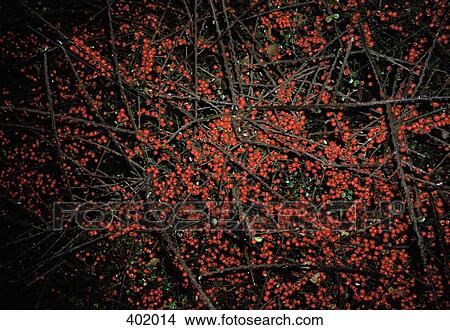 A Winterberry Holly Bush View Large Photo Image Picture - A Winterberry Holly Bush. Fotosearch