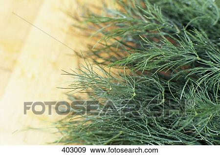 Dill View Large Photo Image Stock Photo - Dill. Fotosearch